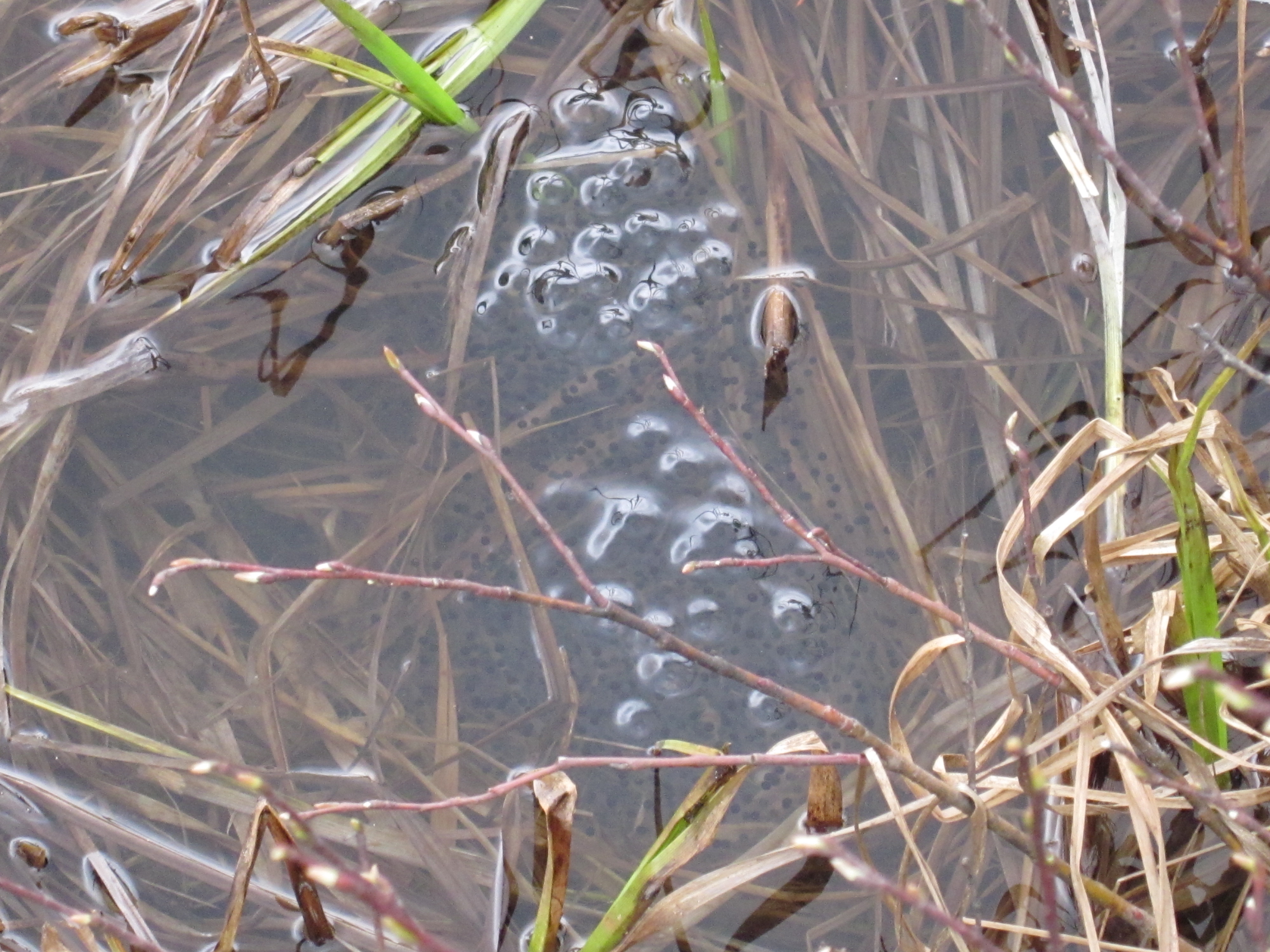 species) rana luteiventris - WY Field Guide