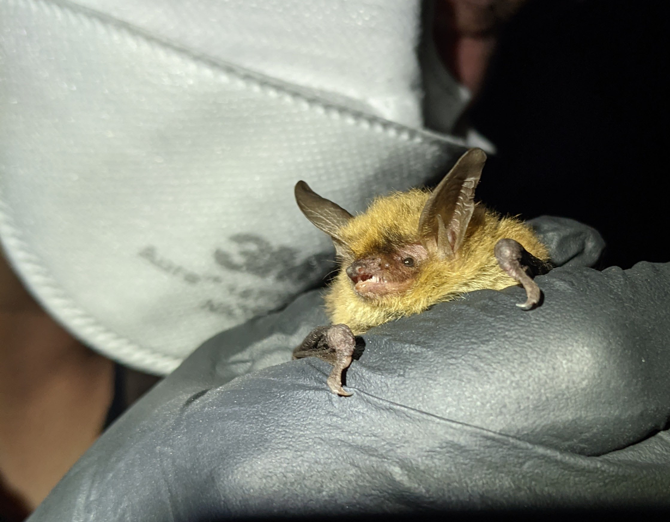 species) myotis septentrionalis - WY Field Guide