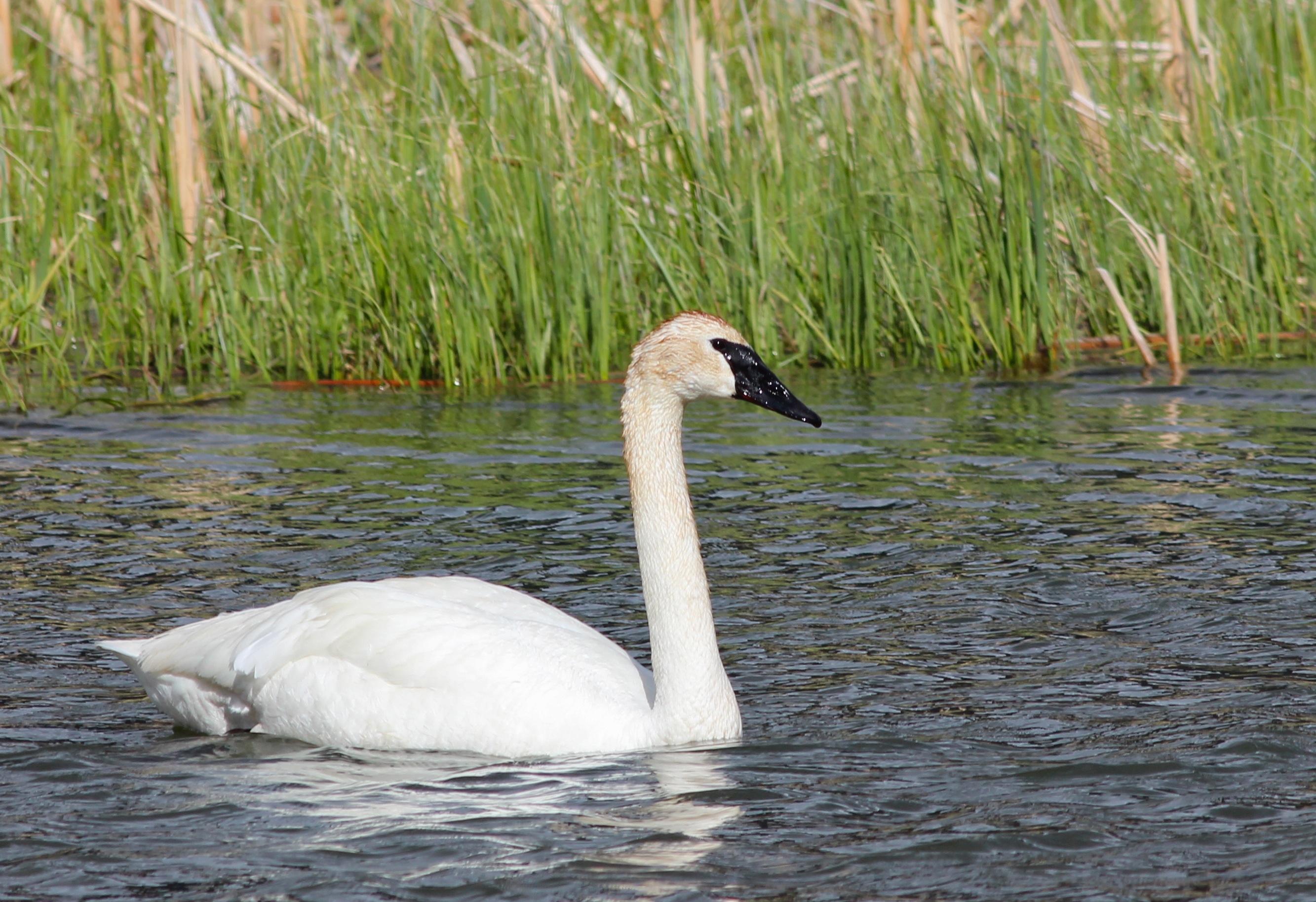 WILD SWANS BRANCH カラビナM Aggressive mute swans wreak havoc on Greenwood Lake