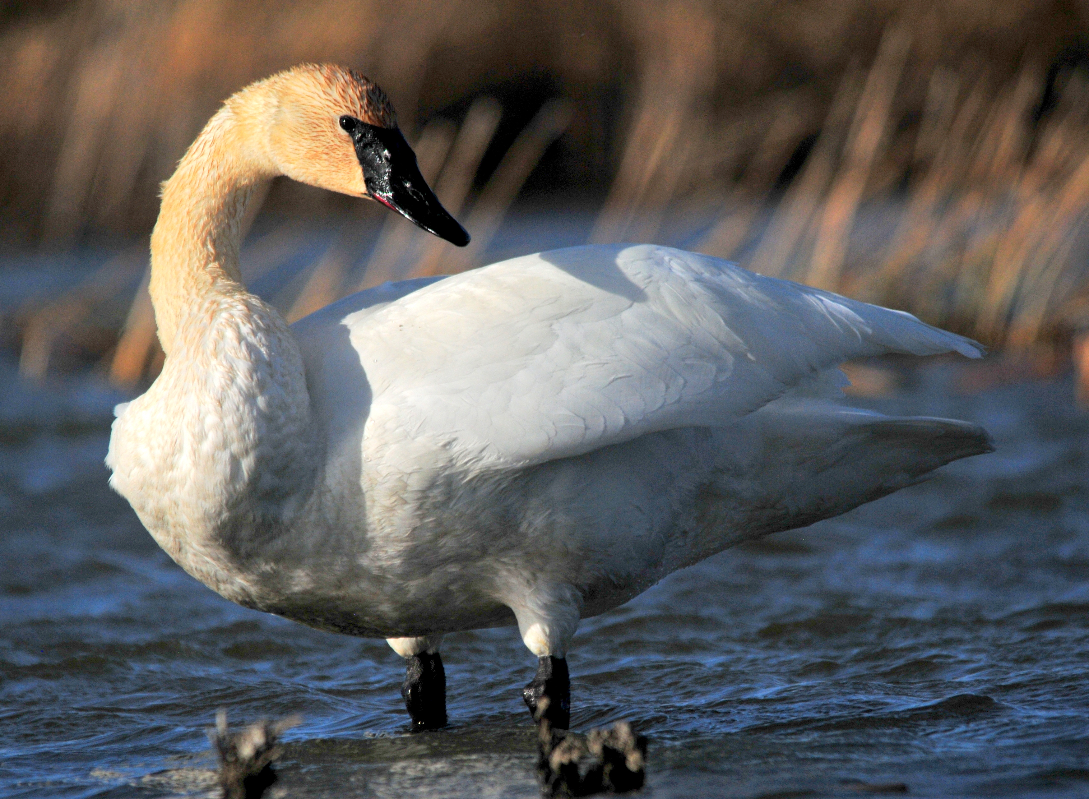 WILD SWANS BRANCH カラビナM キーホルダー《ブランチ》フルグレインブライドルレザー