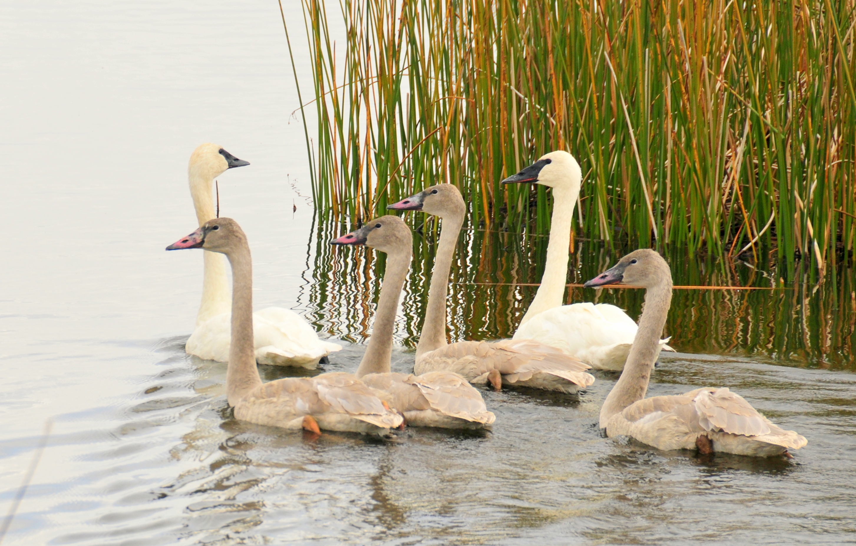 WILD SWANS BRANCH カラビナM キーホルダー《ブランチ》フルグレインブライドルレザー