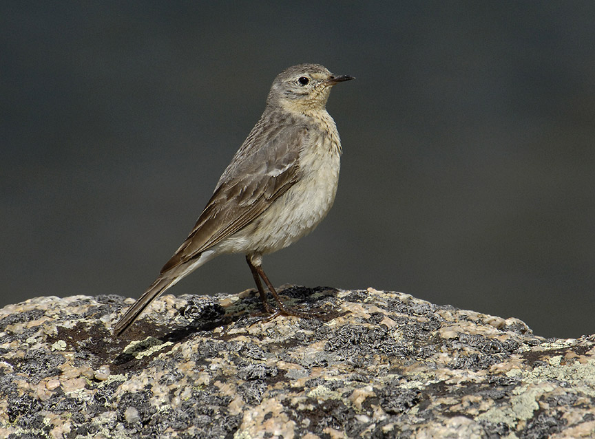 species) anthus rubescens - WY Field Guide
