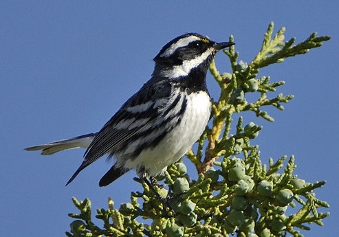 species) setophaga nigrescens - WY Field Guide