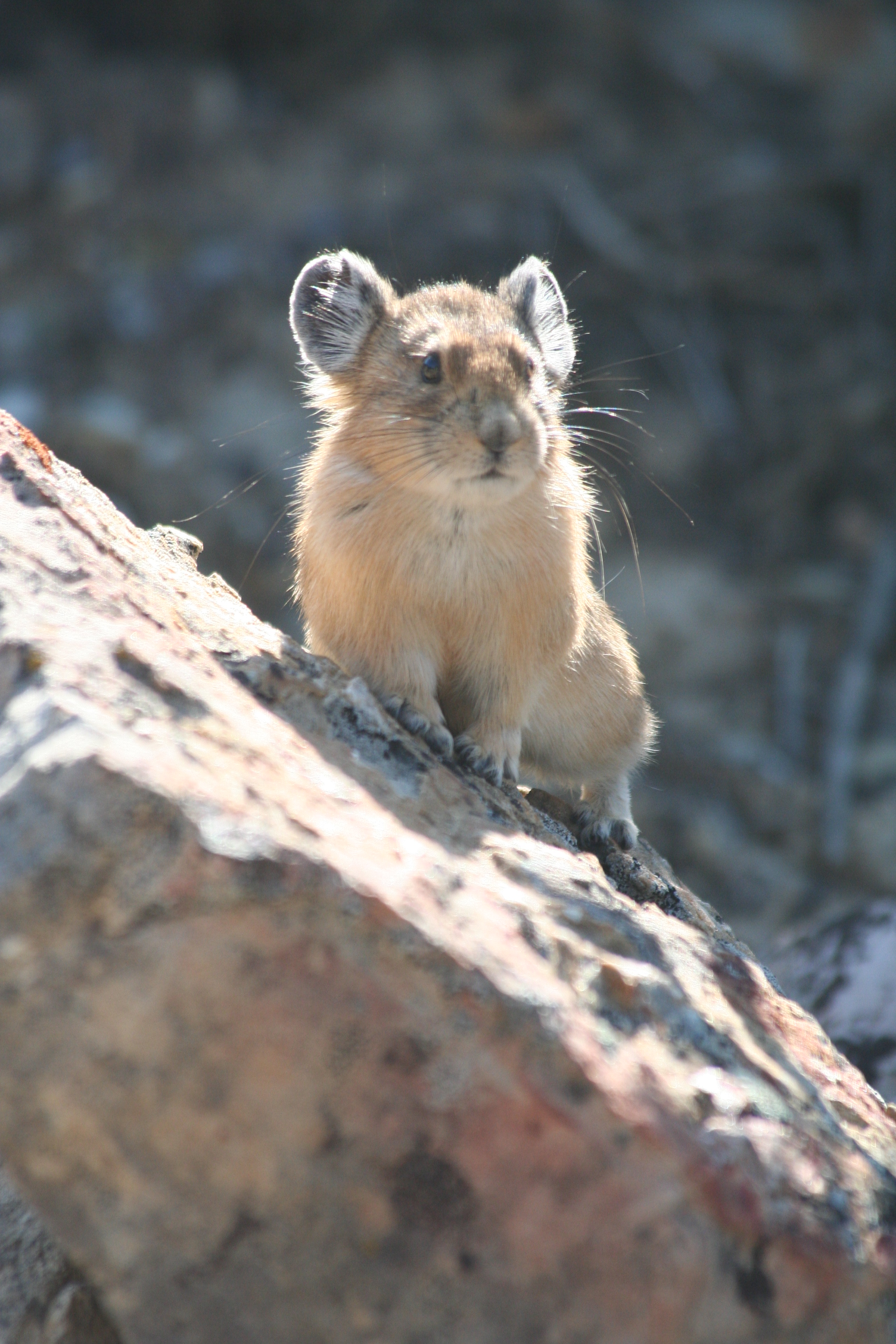 species) ochotona princeps - WY Field Guide
