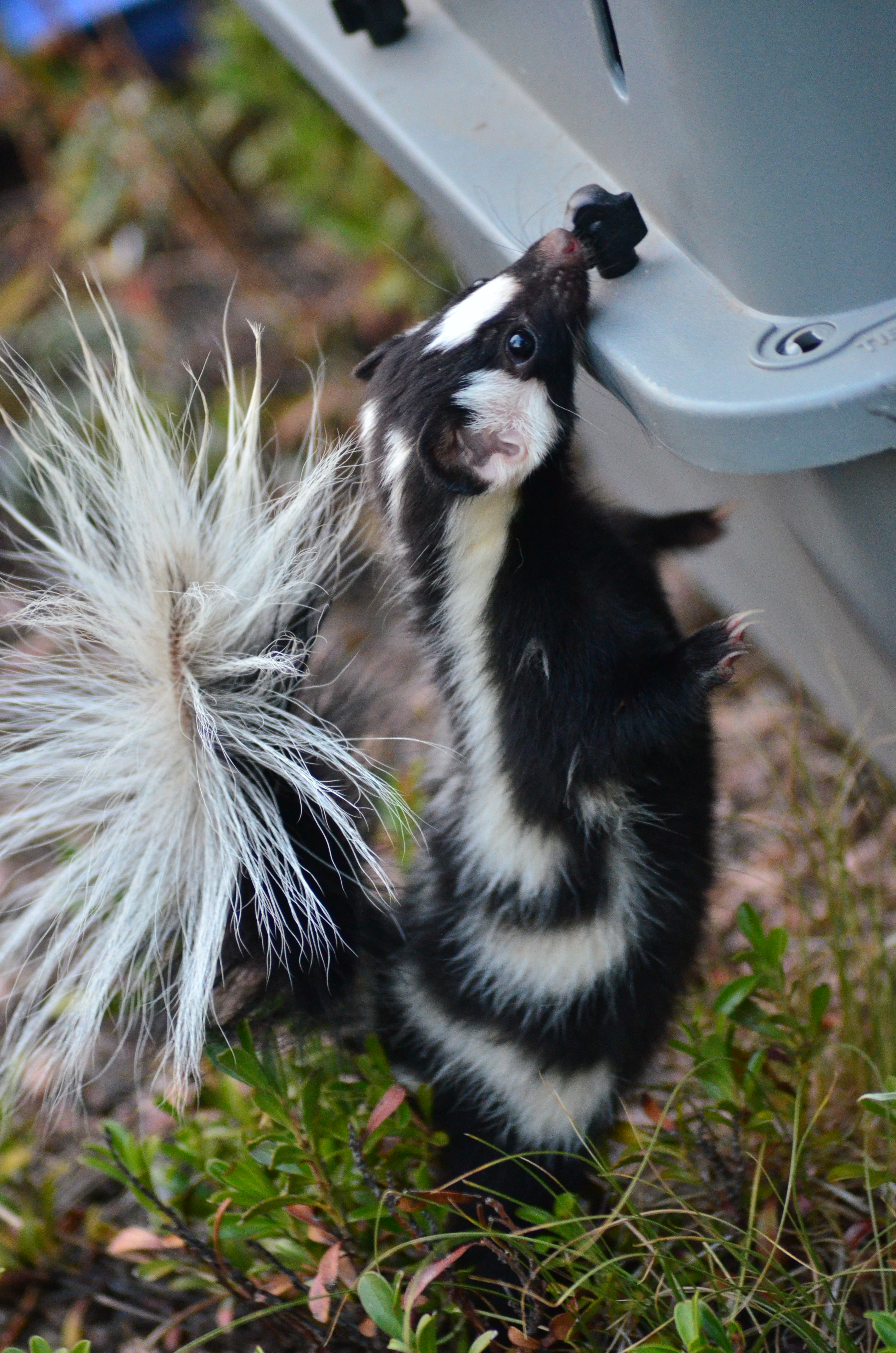 Striped skunk  Smithsonian's National Zoo and Conservation Biology  Institute